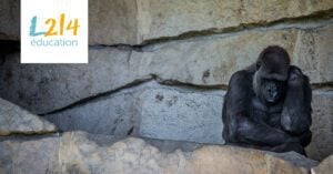 Mon-journal-animal-19-les-zoos-en-question-gorille-weanimals